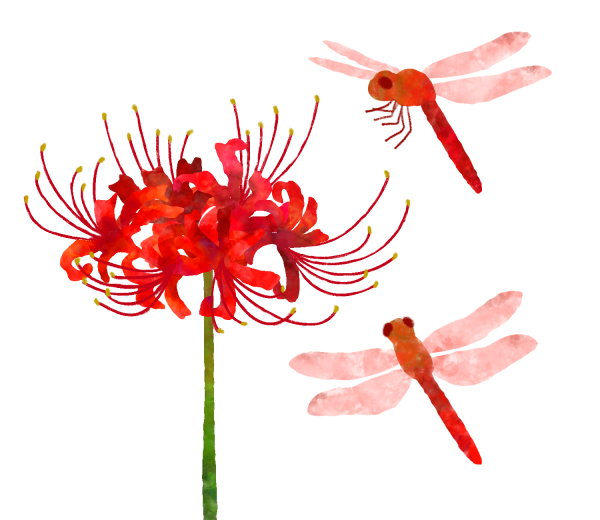 彼岸花と赤とんぼイラスト